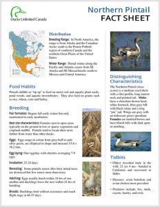Northern Pintail Fact Sheet