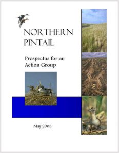 Northern Pintail Prospectus
